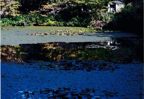 池面の景